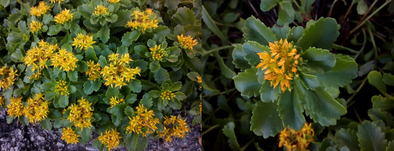 [Two photos spliced together. On the left is a view of one section of the groundcover. It has thick green saw-toothed leaves. Currently, the plant is blooming yellow flowers in the middle of each clump. On the right is a close view of one clump with its topping of yellow flowers. The flowers are all grouped toghether at the top and have narrow petals with a greenish-yellow center.]